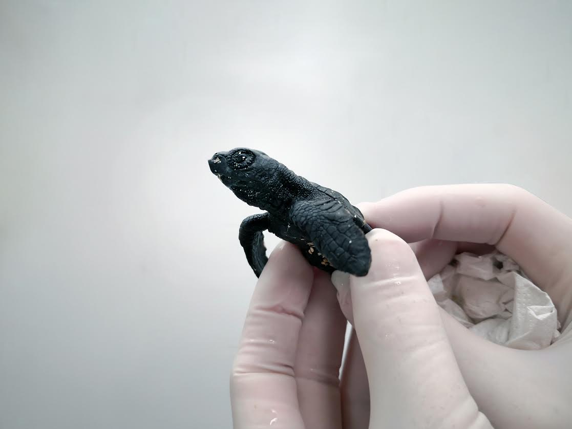 Cada tortuguita ha sido identificada con un núemro. Imagen: Fundación Oceanográfic