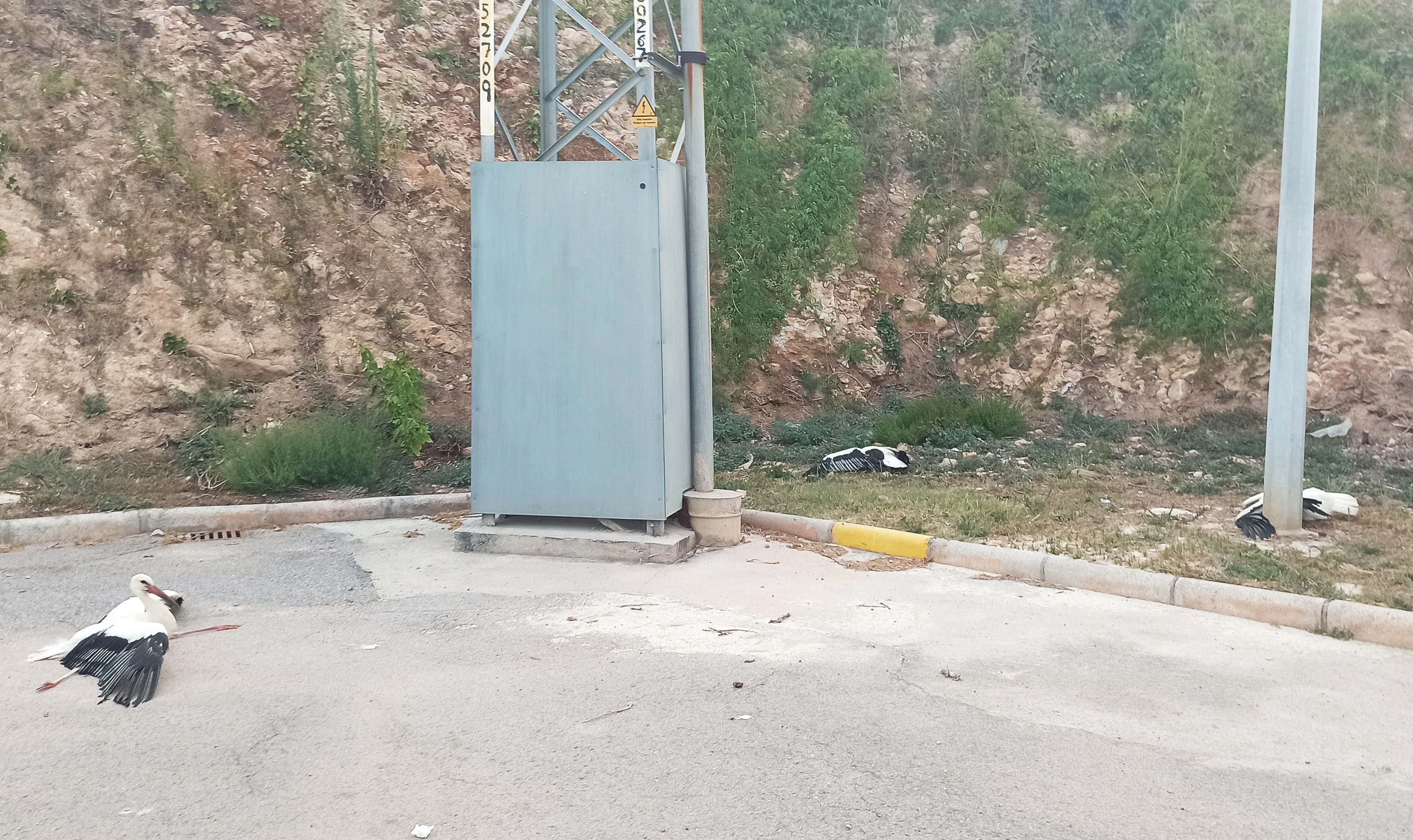 Tres cigüeñas halladas en agosto de 2020 junto a un poste de un tendido eléctrico valenciano sin elementos de protección, con síntomas de haber sufrido una electrocución. Imagen: SOV