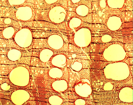 Sección transversal de la madera (xilema) mostrando los vasos y los anillos de 'Quercus faginea'. Imagen: J. Julio Camarero / IPE-CSIC