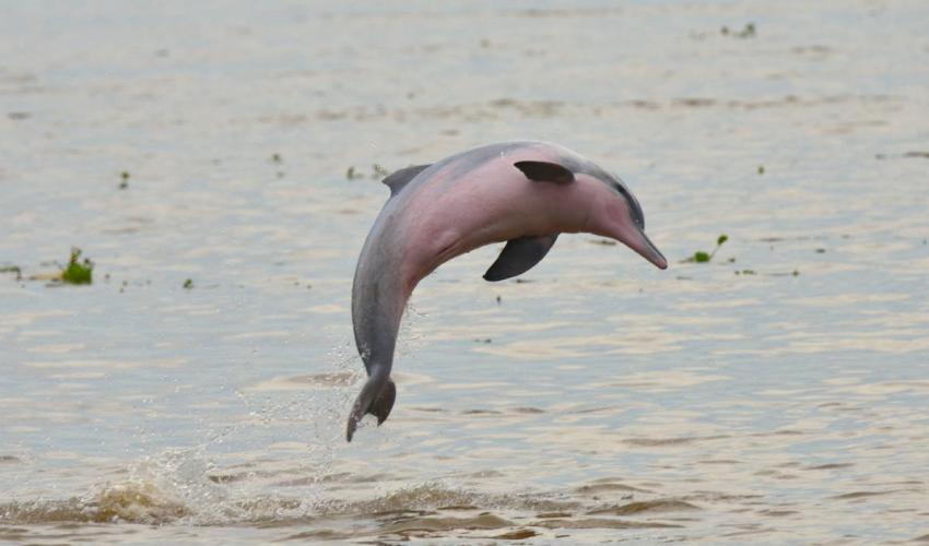 Del delfín gris del Amazonas. Imagen: UICN