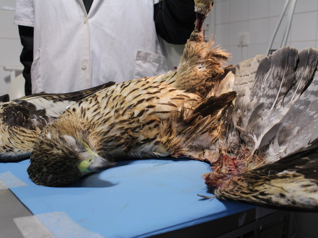 Juvenil de águila perdicera fallecida en el hospital de AMUS. Nótese la necrosis en la pata y en ala debido a la descarga eléctrica. Imagen: Amus