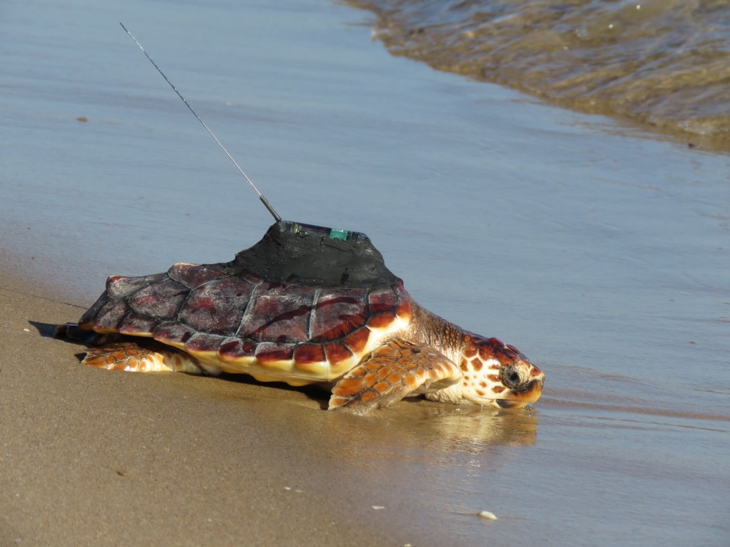 Una de las tortugas entra en el mar con el emisor de señal. Imagen: Oceanogràfic 