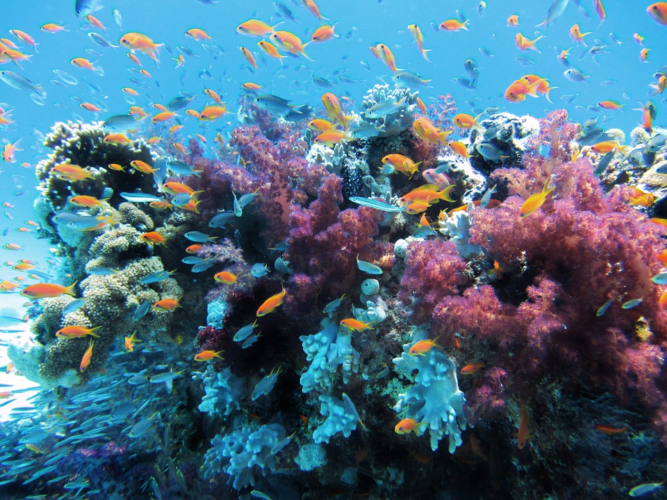 Muchas presiones derivadas de la actividad humana continúan degradando los océanos, en particular hábitats importantes como los arrecifes de coralImagen: Pixabay