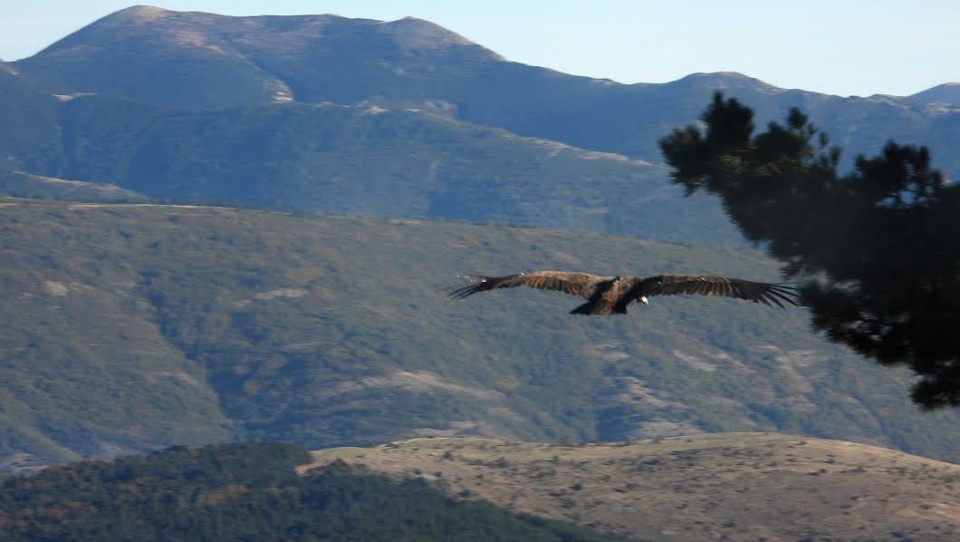Uno de los veinte buitres negros liberados en la Sierra de la Demanda levanta el vuelo. Imagen: Grefa