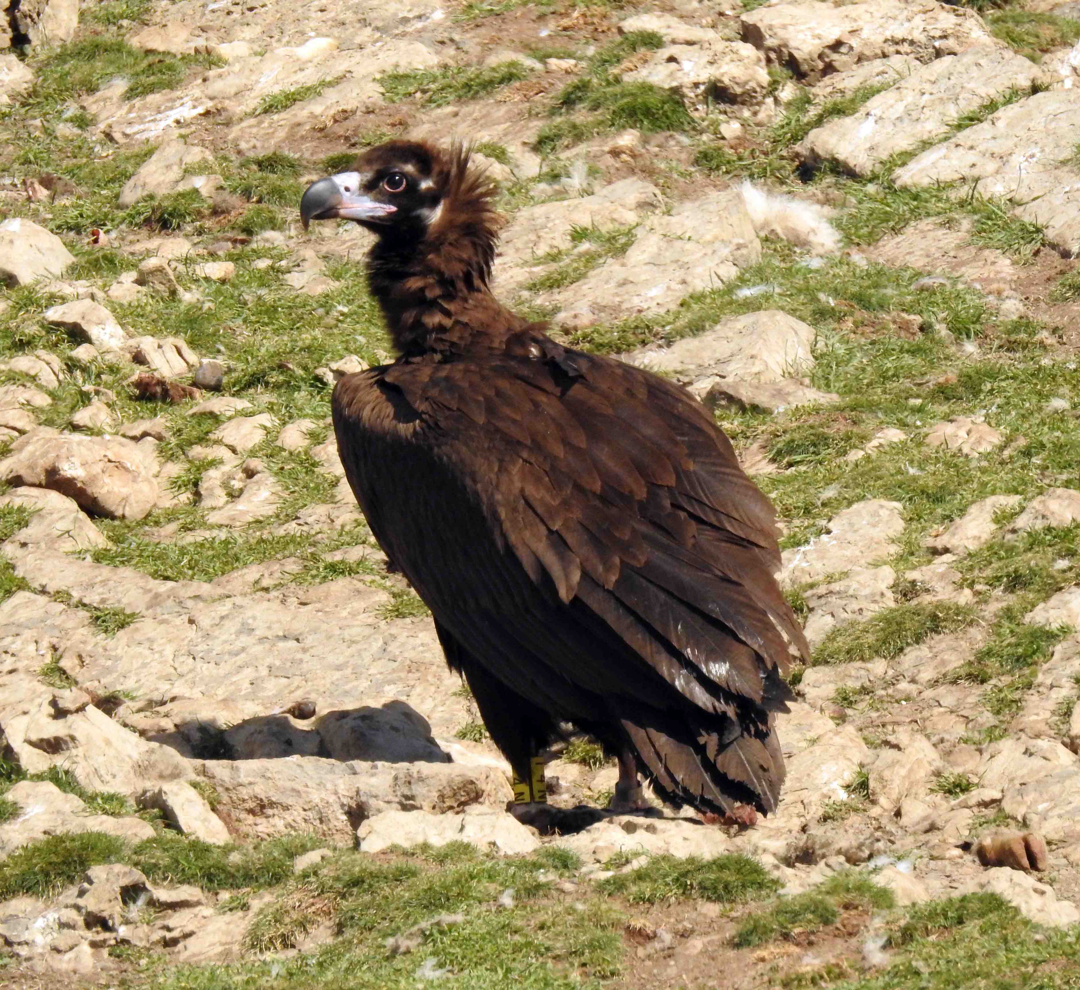 Viliana, hembra de buitre negro de una de las parejas que ha nidificado en Aragón. Imagen: Grefa y Buseu Project
