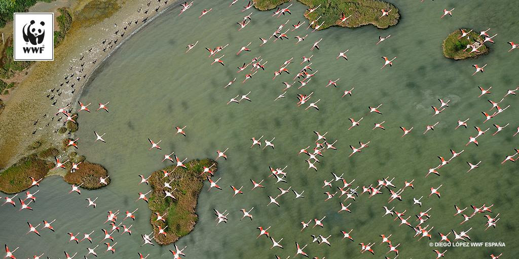 Toma aérea de las marismas de Doñana, sobrevoladas por los flamencos. Imagen: Diego López / WWF
