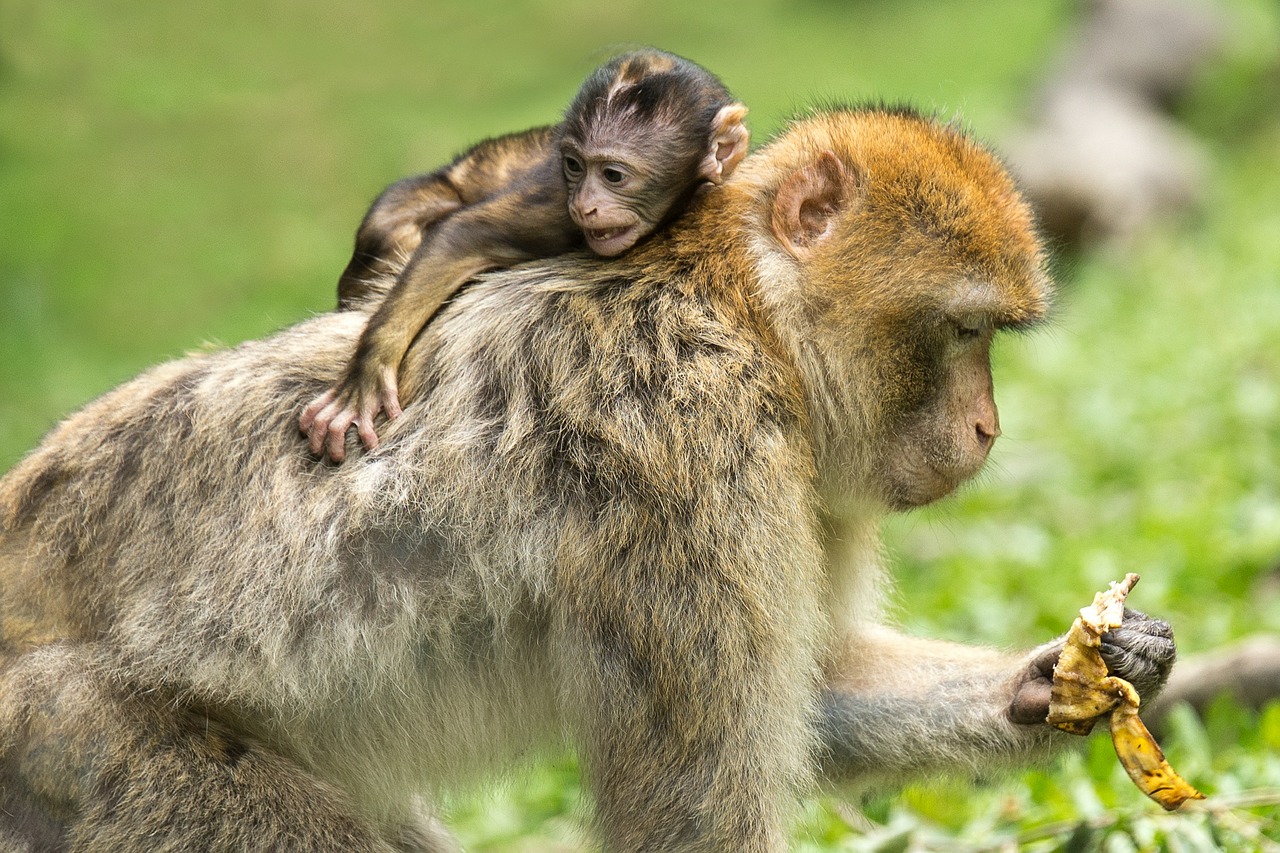 Los macacos y otros primates tienen penes con espinas. Imagen: Pixabay