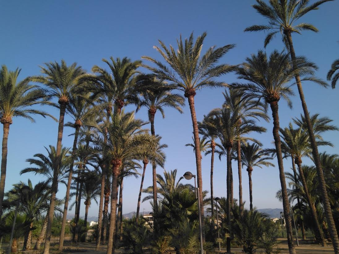 Se trata de un espacio de casi tres mil metros cuadrados ocupados por cerca de un centenar de palmeras datileras. Imagen: Huermur