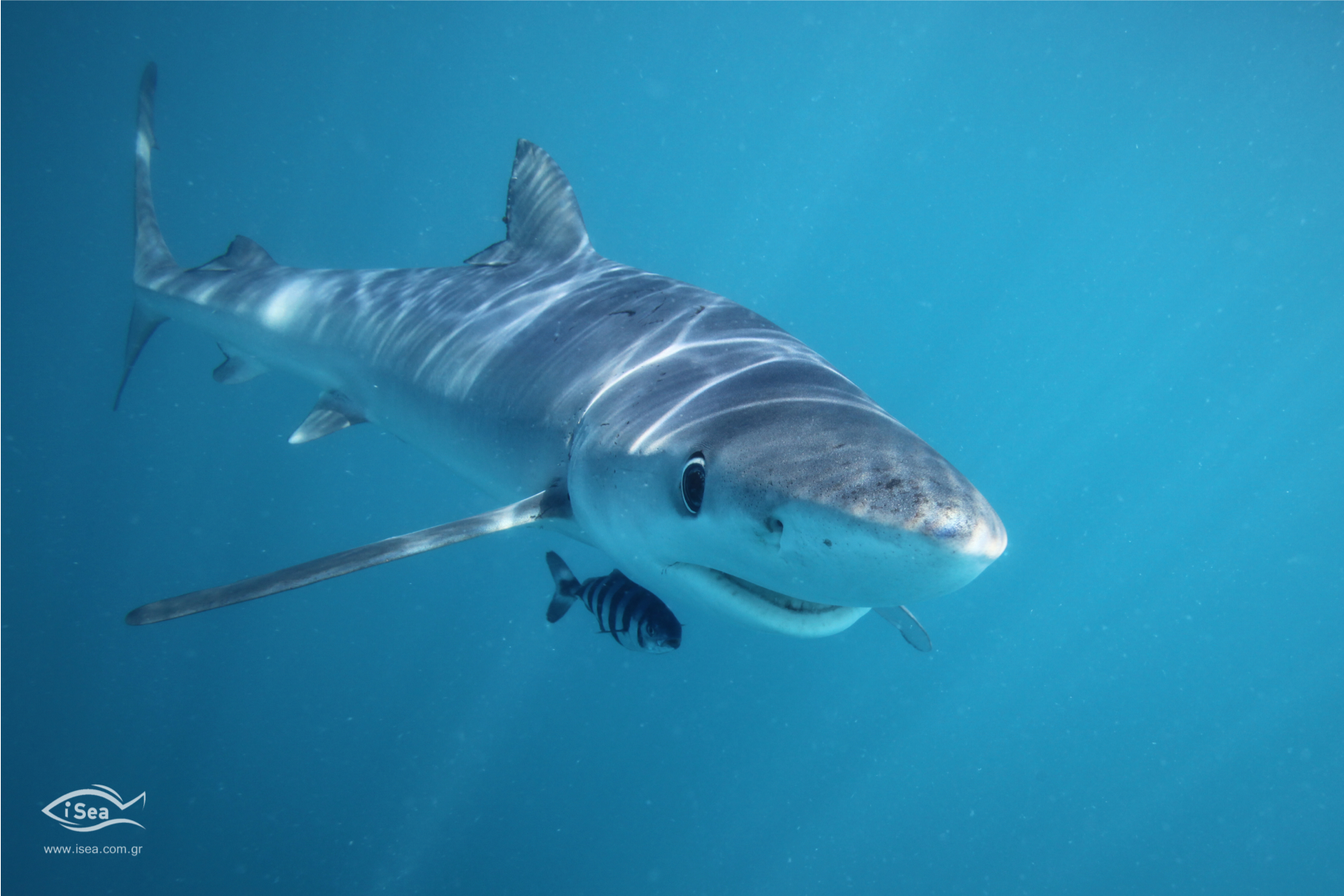 Tiburón azul. Imagen: Iannis Giovos /WWF