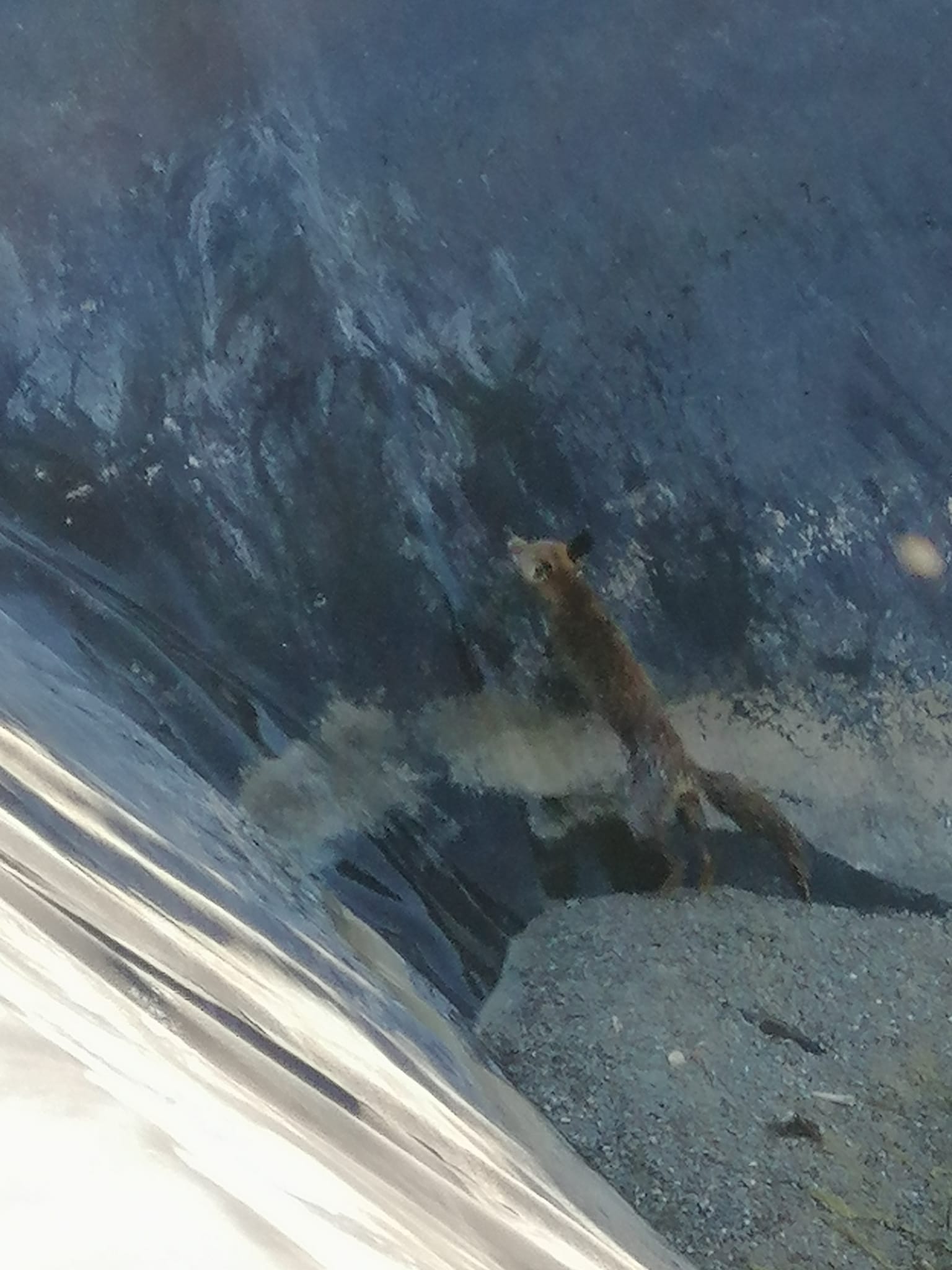 El zorro, nadando en el interior de la balsa. Foto: 1-1-2